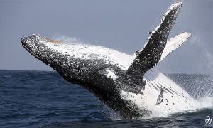 Breaching whale taken during the annual Sardine Run ;) by Allen Walker 